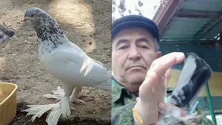 Бухара И его Бухарские Голуби,Обзор Голубей от Ака Расула,Bukhara And its Bukhara Pigeons!!!tauben
