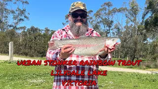 Urban Stonker Rainbow Trout from Lilydale Lake Victoria 2022 (Part One)