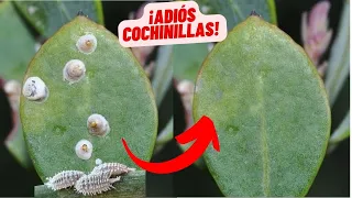 Cómo Deshacerte de las Cochinillas de Forma Natural, Insecticida Orgánico para Plantas de Interior