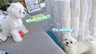 WHAT MY DOGS DO ON A RAINY DAY?