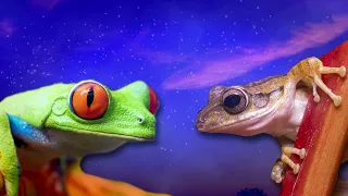 Animation Meme - The Funny Talking Frogs - Try Not To Laugh