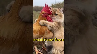 Cat protects rooster, outdoor adventure.(Click to watch the full versionクリックして完全版を見る)#cute #funny