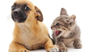 🐈 Кошки против собак 🐕 Подборка приколов с котами для хорошего настроения! 😸