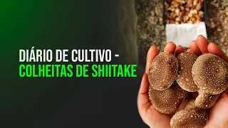 Diário de cultivo - colheitas de shiitake