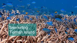 (SHORT) Snorkeling at TIOMAN Island, Malaysia | Prestine water with abundance of fish and coral reef