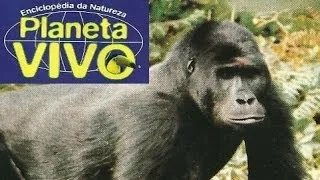 Planeta Vivo - Os Gorilas de Montanha