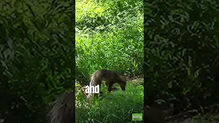 A Coyote Attacks Hikers on the Appalachian Trail #shorts #short #coyotes #appalachiantrail