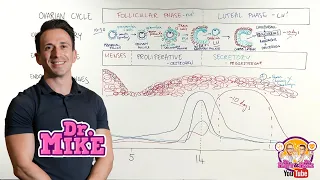 Overview of Female Reproductive Cycle