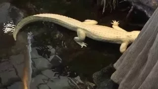 Claude the albino alligator at the California Academy of Sciences in San Francisco