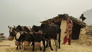 This is Mountain Village life| Ep-69| Remote Himalayan Sherpa life| Traditional Sherpa life style