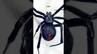 Australian Spiders Are Built Different...