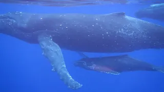 Baleine et Baleineau Moorea French Polynesia 2022