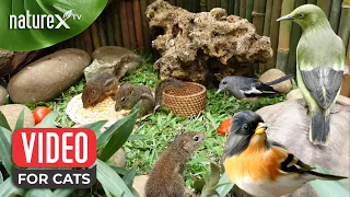 Birds and Squirrels Play in Peaceful Garden 🐿️🦜 Ultimate TV for Cats & Dogs Entertainment