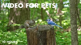 Cat TV for Cats to Watch 😺 - 10 Hours of Animals in a Beautiful Canadian Forest - May 31, 2024