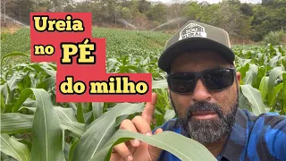 TEM QUE JOGAR A UREIA PRÓXIMA AO PÉ DO MILHO ?? | O AGRÔNOMO RESPONDE