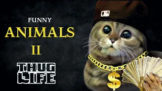 Animals Thug Life | Part 2 | Funny Animals Videos | Viral Memes