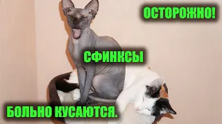 Кошки сфинкс если укусят, то мало не покажется.