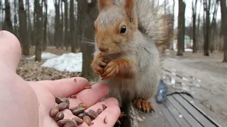 Встретил Ушастика / I met a familiar squirrel