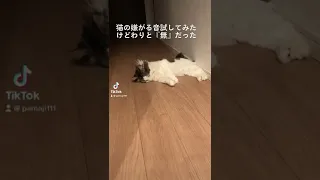 猫が逃げる音試してみた