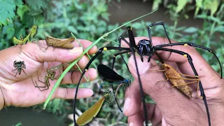 discovered an incredible giant stick insect‼️catch  jump spider, orb spider, dragonfly, baby mantis
