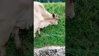 Baka eating Setaria Grass