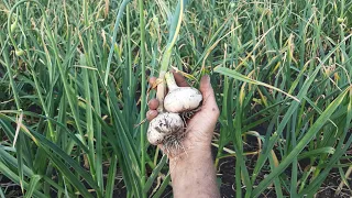 Срочно посмотрите перед посадкой озимого Чеснока!!! Urgently look before planting winter Garlic!!!