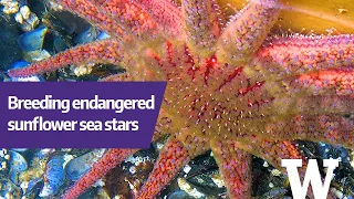 Breeding endangered sunflower sea stars