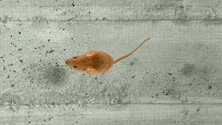 Видео мышка бегает по экрану и пищит игра для котов