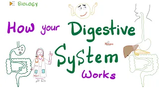 Digestive System 🤢 Mechanics 🧰 | Digestion and Absorption