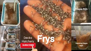 Various ways of hatching tilapia eggs into frys