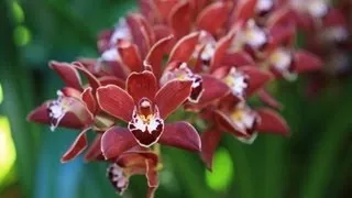 How to... Divide Cymbidium orchids