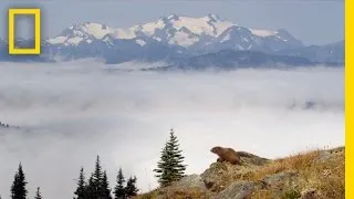 Marmots of Olympic National Park | America's National Parks