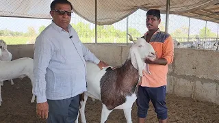 1000 Goats In One Roof | Baug E Hasnain Farm | Biggest Goat Farm Gujarat Model.