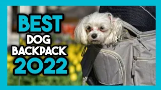 Top 7 Best Dog Backpack In 2022