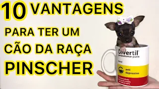 10 VANTAGES PARA SE TER UM CÃO DA RAÇA PINSCHER | PINSCHER FILHOTES.