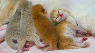 This baby kitten is having a sweet dream || First day after birth