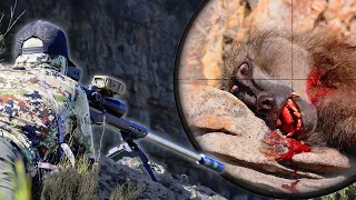 Hunting Citrus Thieving Baboons In The Mountains