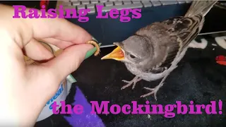 Raising Legs the Mockingbird!