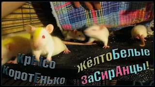 ЖелтоБелые засиранцы (Fancy Rats | Декоративные крысы).