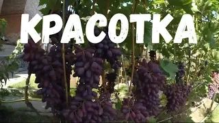 KRASOTKA. Overview of Vadim Tochilin Vineyard Varieties/