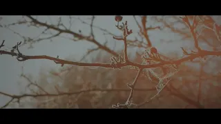 Iphone XS MAX cinematic video | Nature | 4K