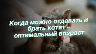 Когда можно отдавать и брать котят – оптимальный возраст