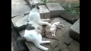 mother cat wants to wake her dead kitten up:(