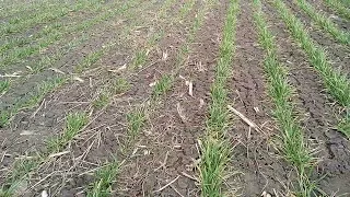 Огляд пшениці на 1 квітня.