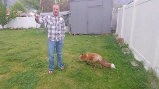 Tips on how to "fox proof" your yard