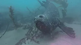 Playful Seal Pup