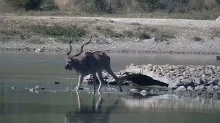 Kudu Horns | Ranger Insights