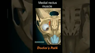 Eye muscles in 3D #eyes # muscles #anatomy  #medicalstudent #mbbsstudent #doctors #shorts