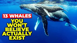 13 Whales You Won’t Believe Actually Exist