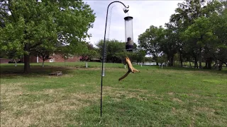 Squirrel Jumps to Feeder and Gets Mouthful of Hot Sauce